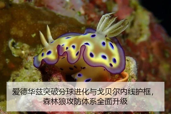 爱德华兹突破分球进化与戈贝尔内线护框，森林狼攻防体系全面升级
